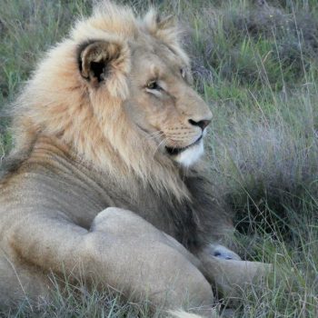 Leeuw in Schotia Game Reserve, Addo